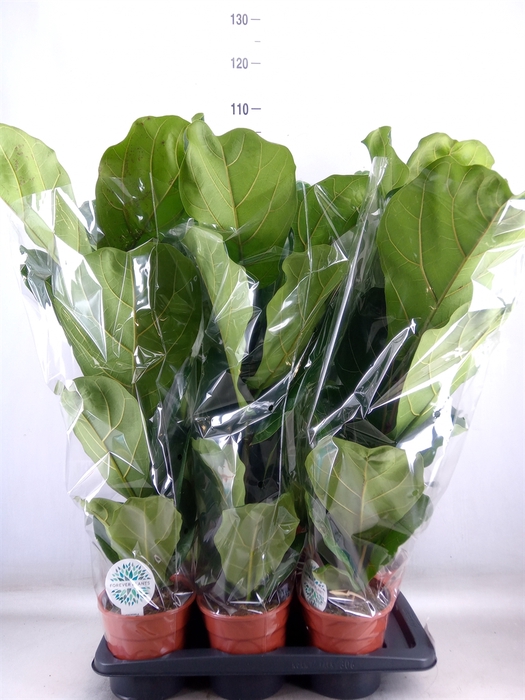 <h4>Ficus lyrata</h4>