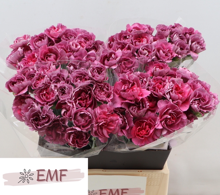 <h4>DI ST HYPNOSIS</h4>