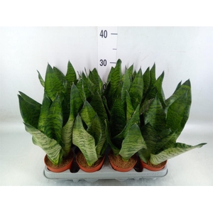 Sansevieria zeylanica