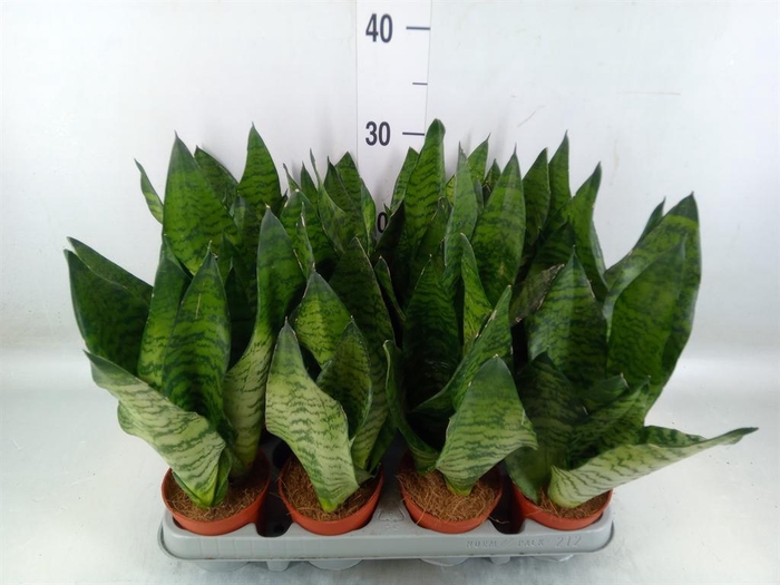 <h4>Sansevieria zeylanica</h4>