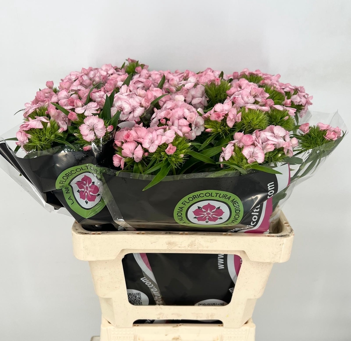 <h4>Dianthus Br Doblino Light Pink</h4>