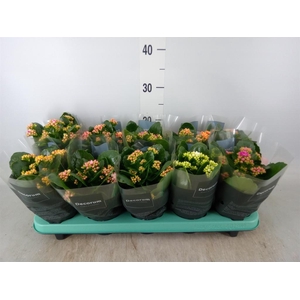 Kalanchoe blos. 'Serenity'   ...mix