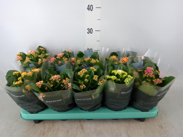 <h4>Kalanchoe blos. 'Serenity'   ...mix</h4>