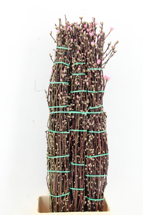 <h4>PERZIKBLOESEM PINK PER BUNCH 100CM</h4>