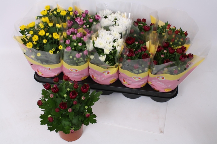 <h4>CHRYS GEVULDBL GEM</h4>