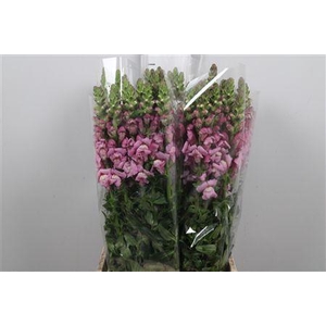 Antir It Mag. Violet