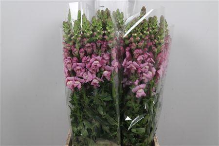 <h4>Antir It Mag. Violet</h4>