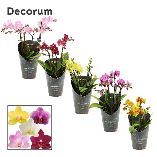 <h4>Phalaenopsis dazzling melange 3-4 tak (Decorum)</h4>