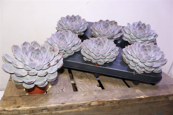 <h4>Echev Summer</h4>