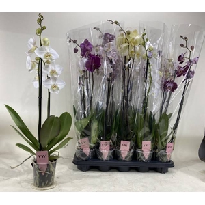 PHAL GEM