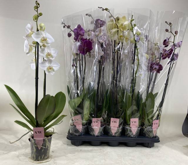 <h4>PHAL GEM</h4>