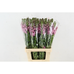 ANTIR POTOMAC LAVANDER