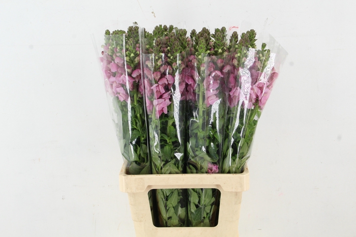 <h4>ANTIR POTOMAC LAVANDER</h4>