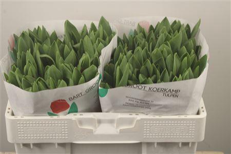 <h4>Tu En Escape</h4>