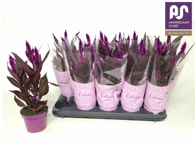 <h4>CEL MYSTIC SHADES</h4>