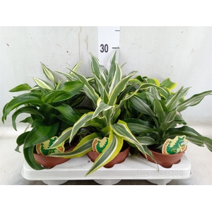 Dracaena   ...mix