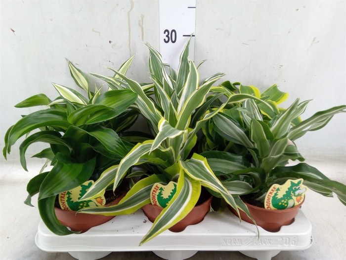 <h4>Dracaena   ...mix</h4>