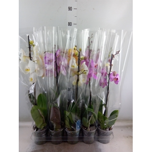 Phalaenopsis   ...mix  5