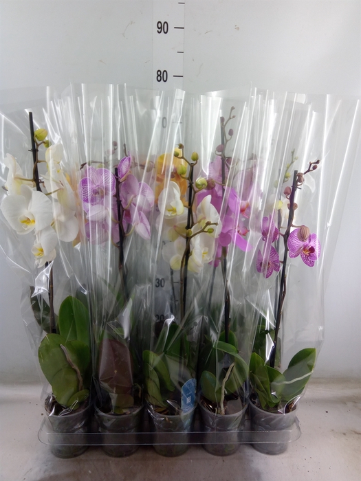 <h4>Phalaenopsis   ...mix  5</h4>