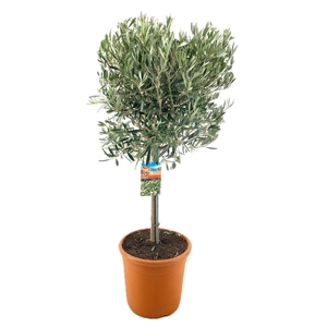 Olea europaea