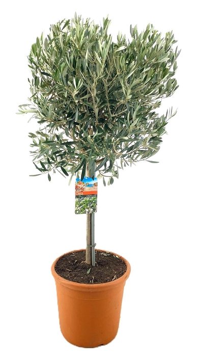 <h4>Olea europaea</h4>