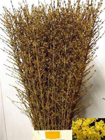 <h4>Forsy I Spectabilis</h4>