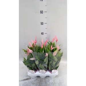 Anthurium andr. 'Lilli'