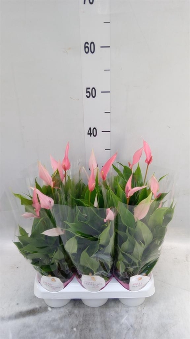 <h4>Anthurium andr. 'Lilli'</h4>