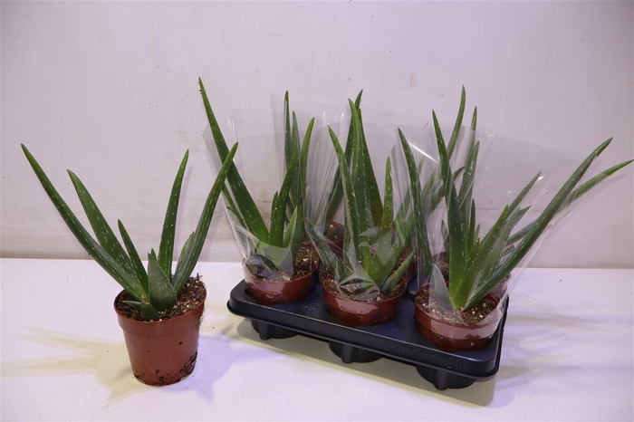 <h4>Aloe Vera</h4>