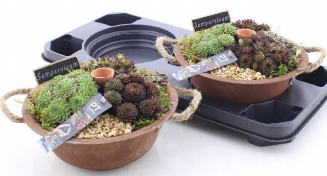 <h4>ARR SEMPERVIVUM</h4>