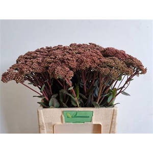 Sedum Matrona