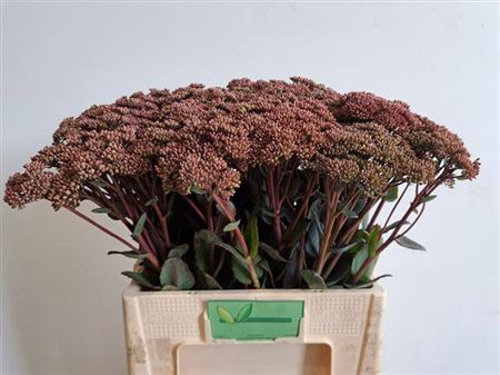 <h4>Sedum Matrona</h4>