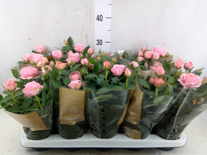 <h4>Rosa  'Adele Kordana Grande'</h4>