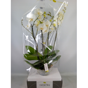 Phalaenopsis   ...white