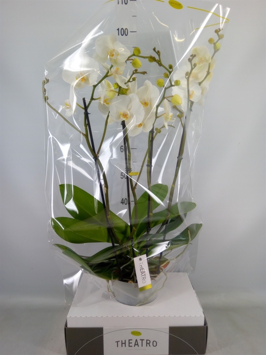 <h4>Phalaenopsis   ...white</h4>
