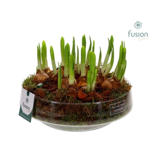 Green Bottle Iris Large met Narcissus