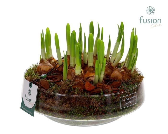 <h4>Green Bottle Iris Large met Narcissus</h4>