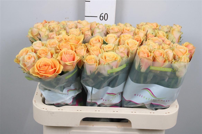 <h4>R Gr Alchemy</h4>