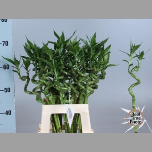 DRAC LUCKY BAMBOO