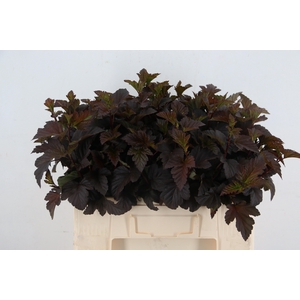 PHYSOCARPUSBLAD D. ROOD 055CM