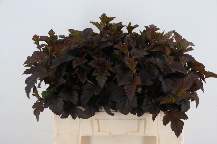 <h4>PHYSOCARPUSBLAD D. ROOD</h4>