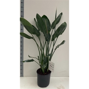 Strelitzia reginae met knop