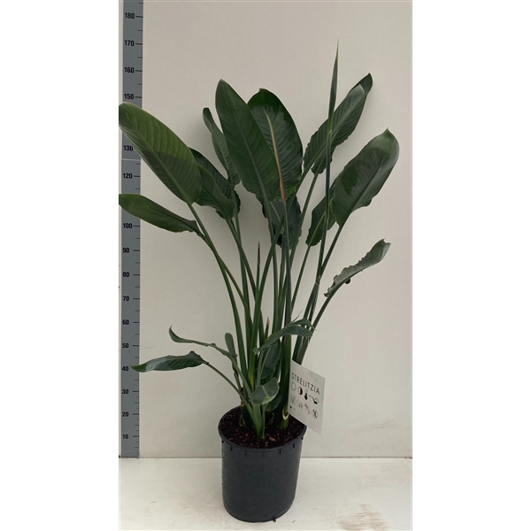 <h4>Strelitzia reginae met knop</h4>