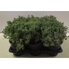 Origanum majorana