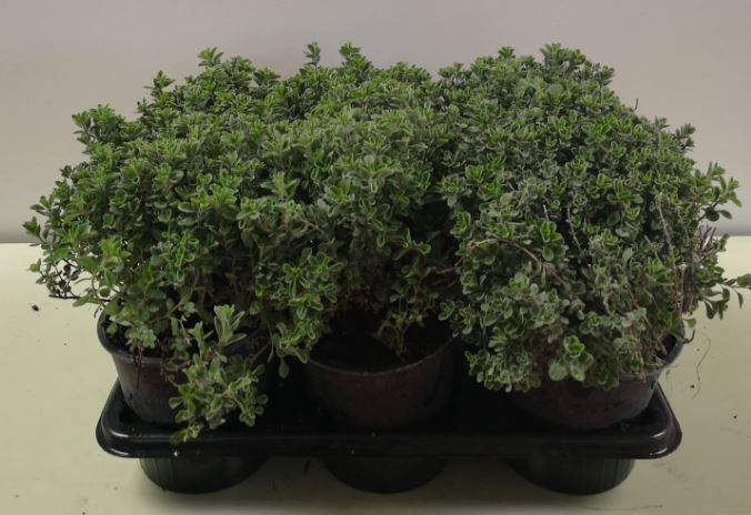 Origanum majorana