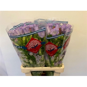 CAMP M CHAMPION LAVE