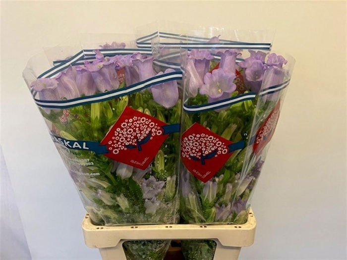 <h4>CAMP M CHAMPION LAVE</h4>