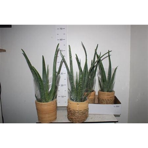 Arr Kamerpl Aloe Vera In Bamboo Pot