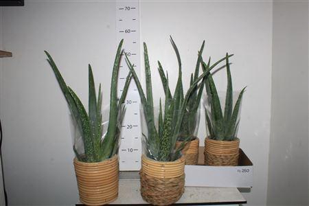 <h4>Arr Kamerpl Aloe Vera In Bamboo Pot</h4>