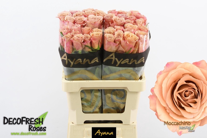 <h4>R Gr Moccachino</h4>